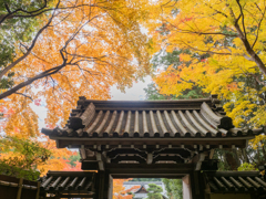 円照寺の紅葉