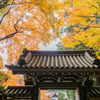 円照寺の紅葉
