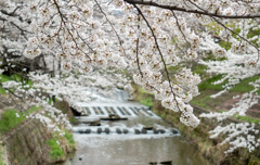 奈良　佐保川の桜