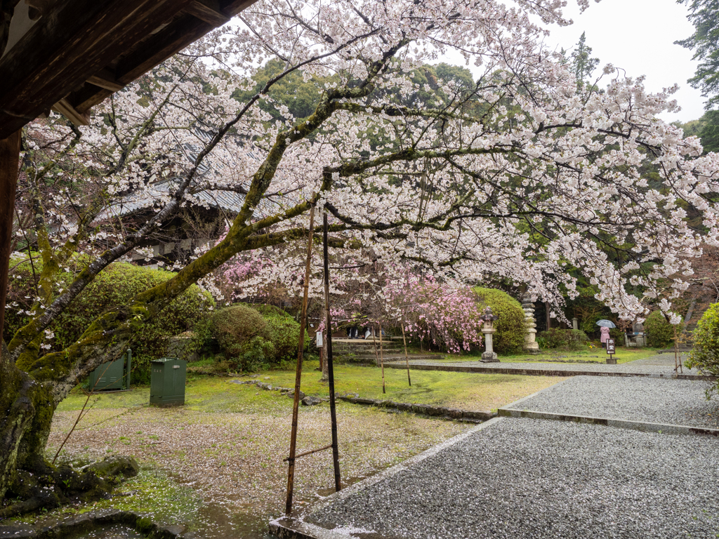 奈良　長岳寺の桜