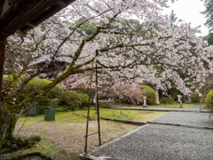 奈良　長岳寺の桜