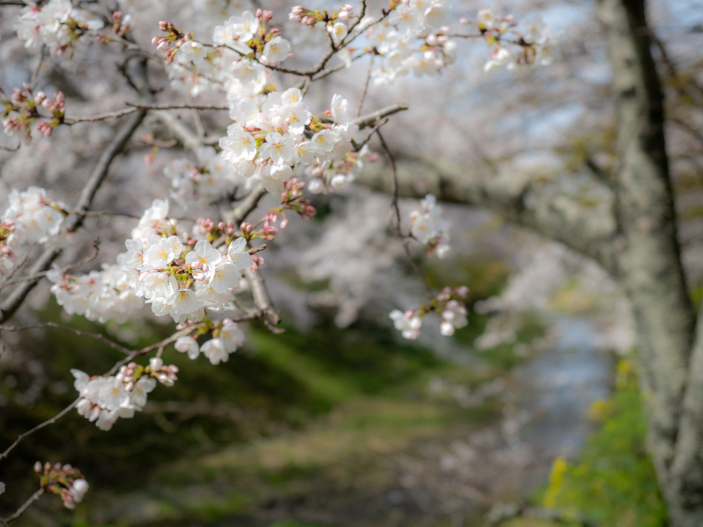 玉川の桜