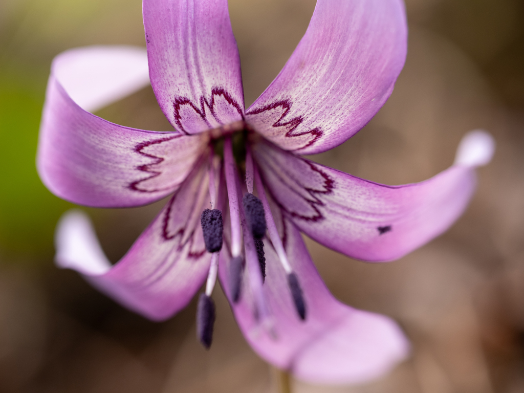 大和葛城山　カタクリの花