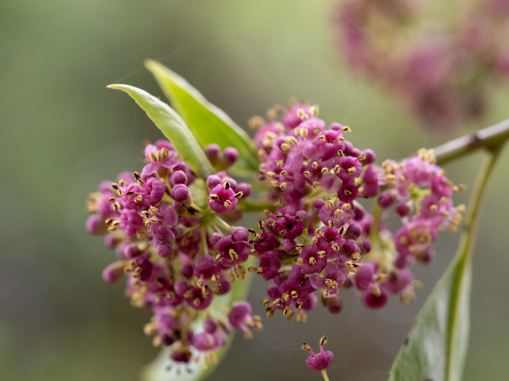 ナナミノキの花