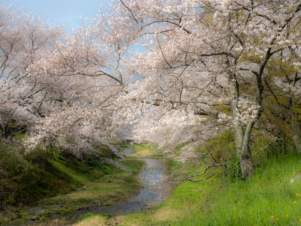 玉川の桜