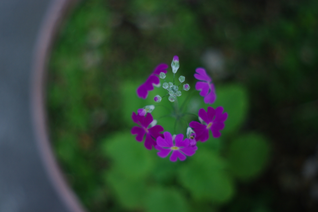 蕾 M50mmF2