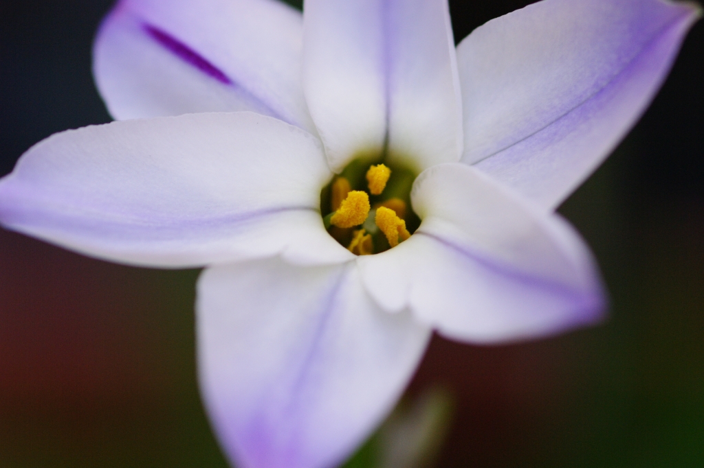 花弁