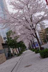 愛宕山の桜並木ｗｗｗ