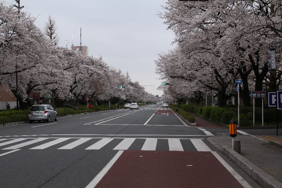 国立駅サクラ