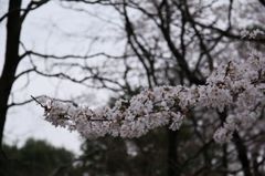 国立駅サクラ