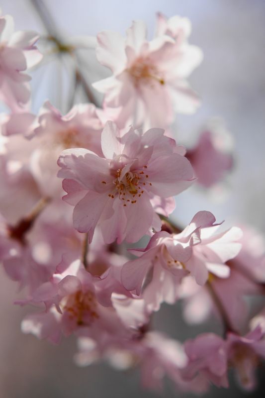 枝垂桜