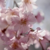 枝垂桜