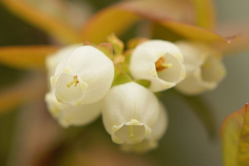 ブルーベリーの花