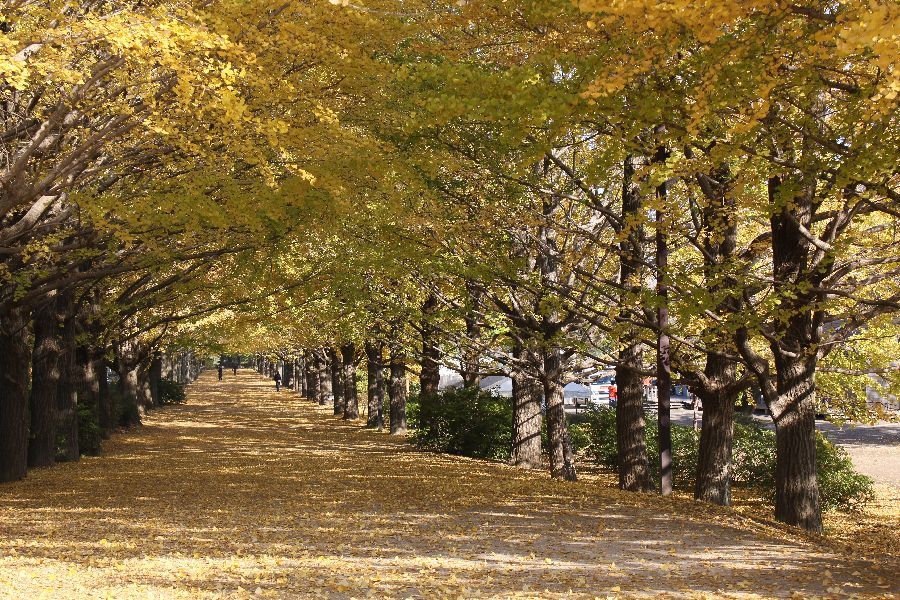 昭和記念公園