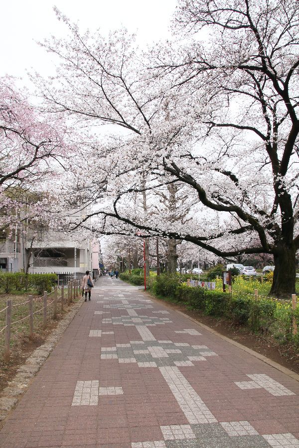 国立駅サクラ