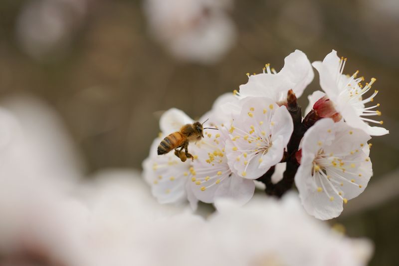 アンズの花