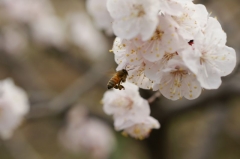 アンズの花