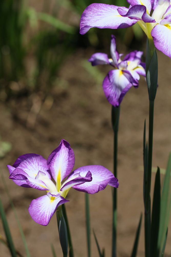 花しょうぶ