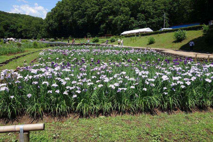 花しょうぶ