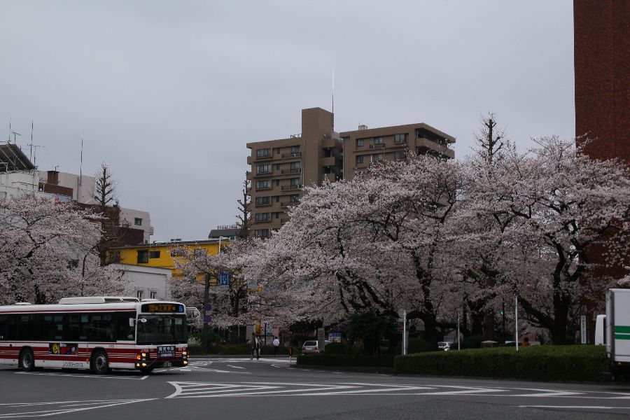 国立駅サクラ