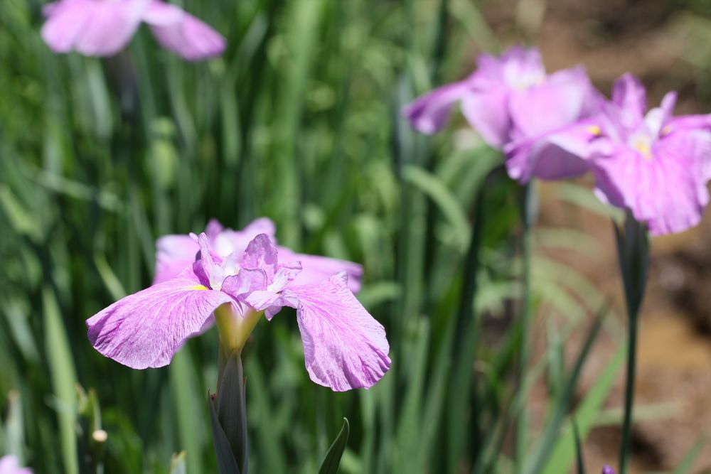 花しょうぶ