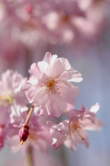 枝垂桜