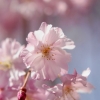 枝垂桜