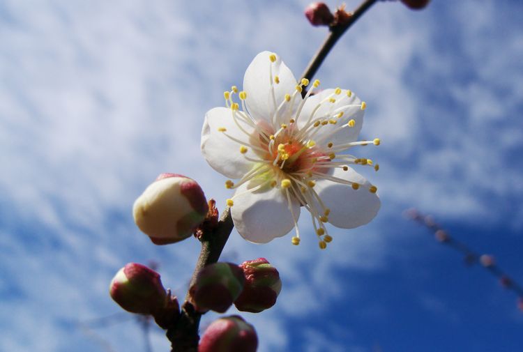 白梅と空