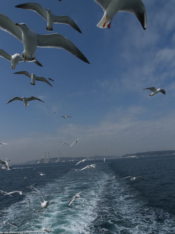 東京湾フェリー