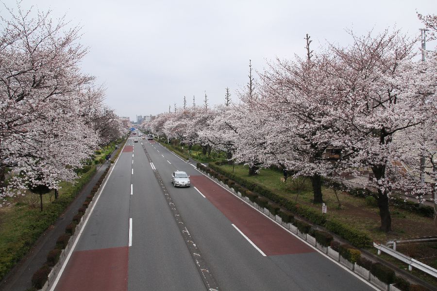 国立駅サクラ