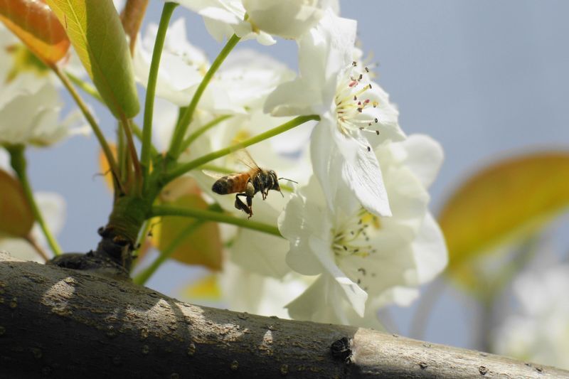 梨の花とミツバチ