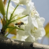 梨の花とミツバチ