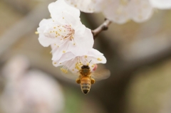 アンズの花