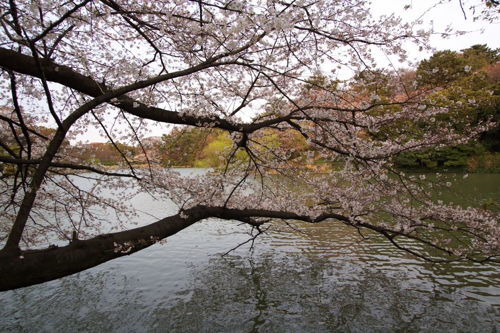 大池公園の桜