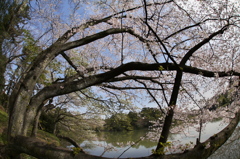 大池公園の桜