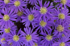 庭の花