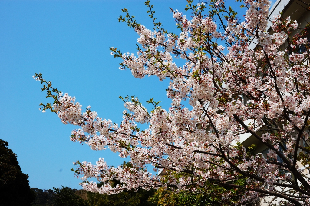 桜