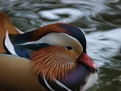 井の頭公園で野鳥撮影