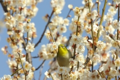 梅とめじろ