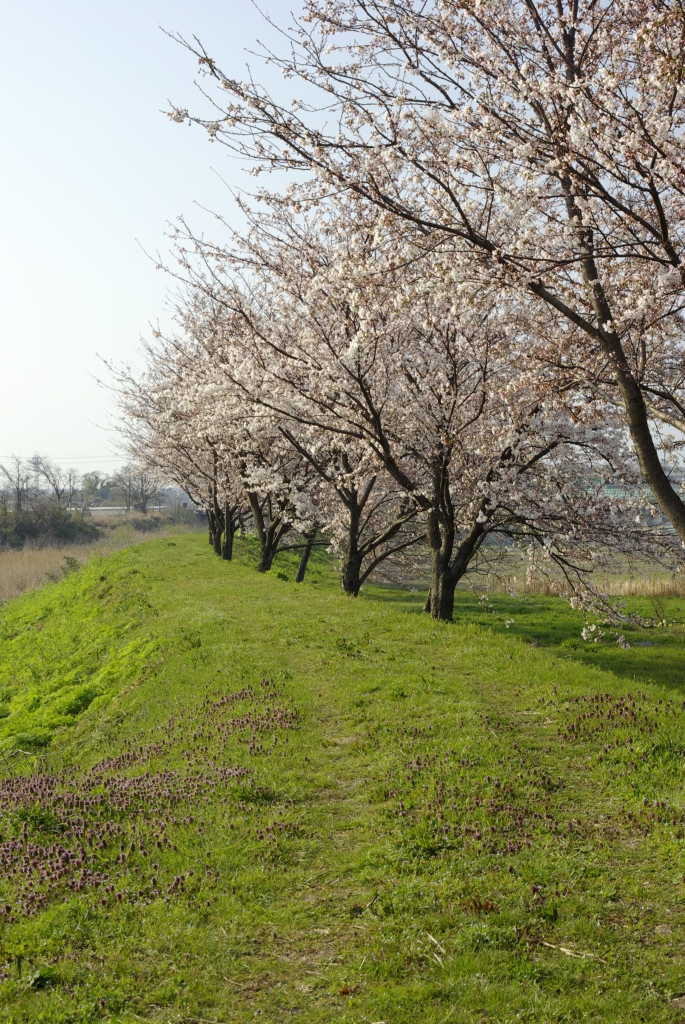 桜並木