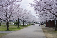 木場潟公園　桜並木