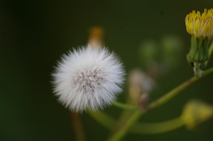 IMGP5383
