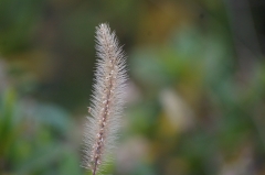 IMGP5382