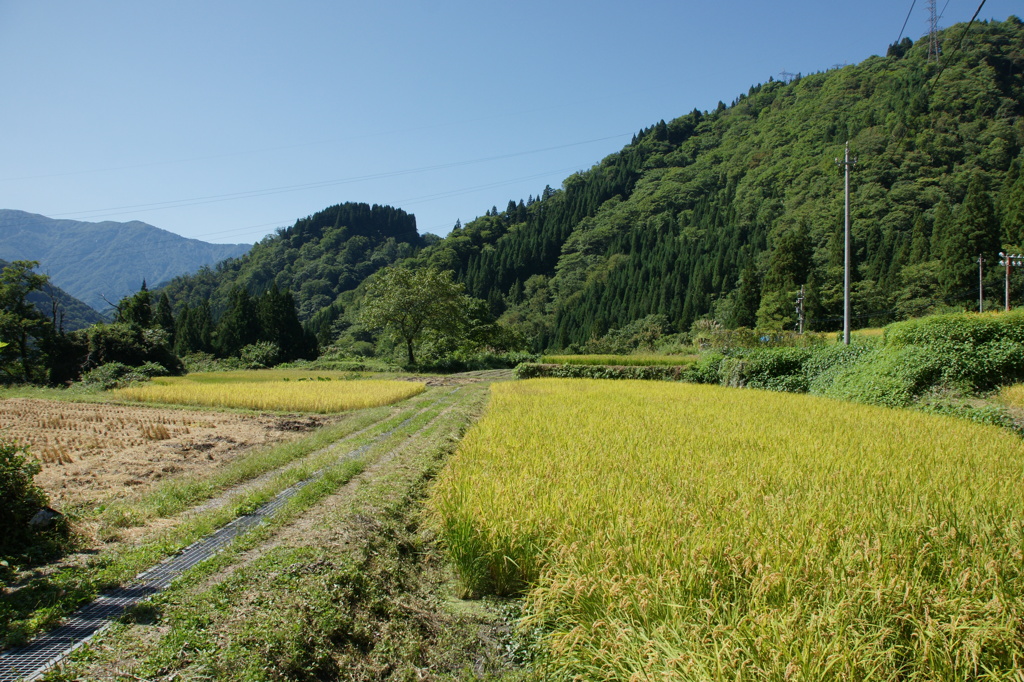 五箇山2013初秋004