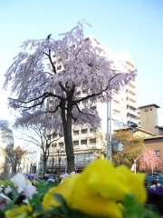 しだれ桜