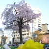 しだれ桜