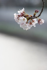桜咲く