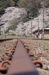 休止鉄路と桜