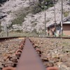 休止鉄路と桜