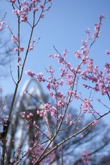 春１３８タワーを望む